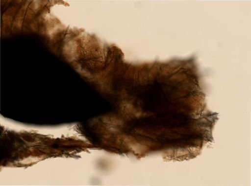 Iophon sp.