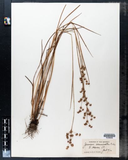 Juncus acuminatus