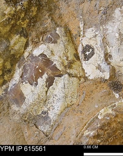Inoceramus sp.
