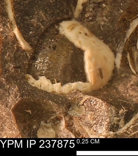Limopsis striatopunctatus