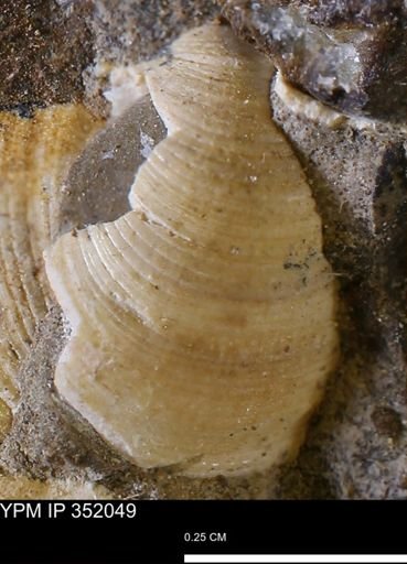 Limopsis striatopunctatus