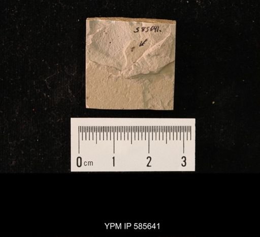 undet. Brachycera