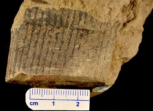 Calamites sp.