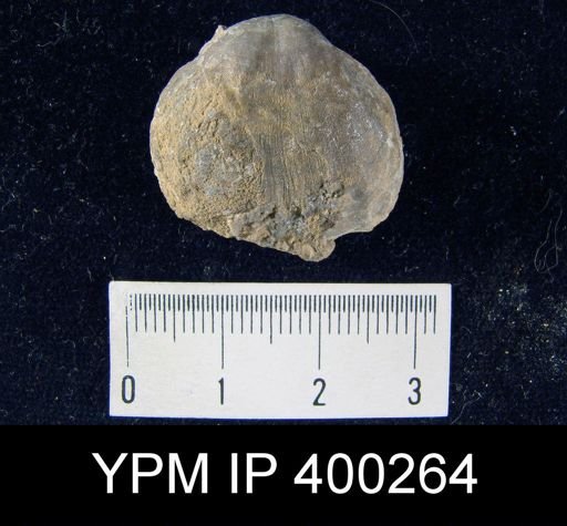 Streptorhynchus sp.