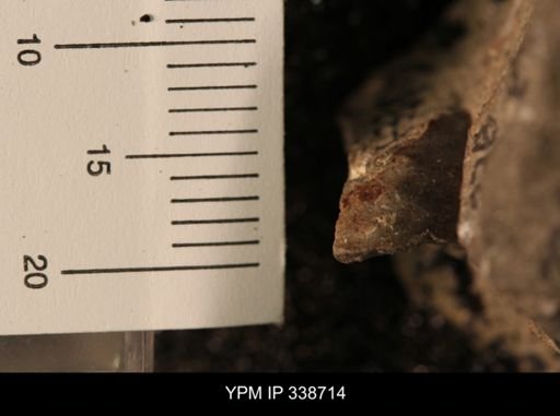 Protocardia subquadrata