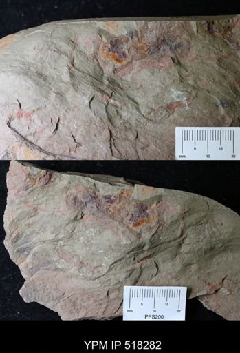 Thelxiope sp.