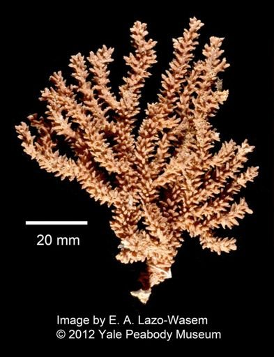 Muricea echinata