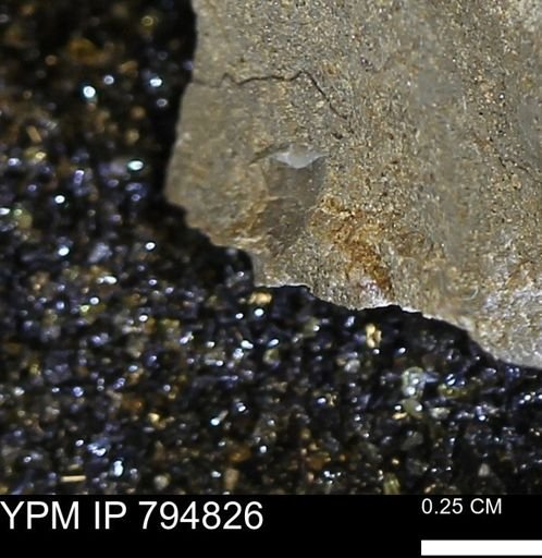 undet. Mollusca