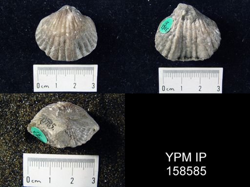 Rhynchotrema perlamellosa