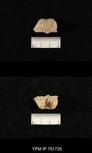 undet. Brachiopoda