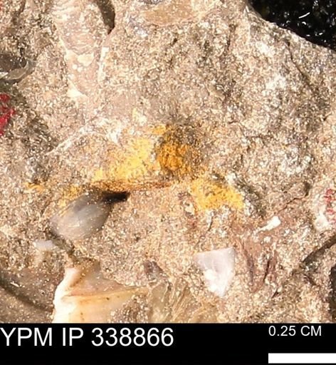 undet. Mollusca