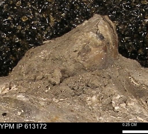 Baculites sp.