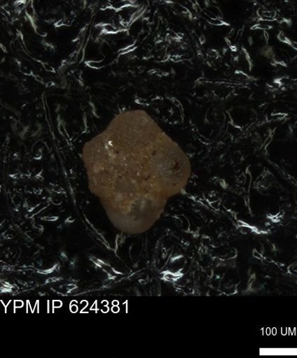 undet. Foraminiferida