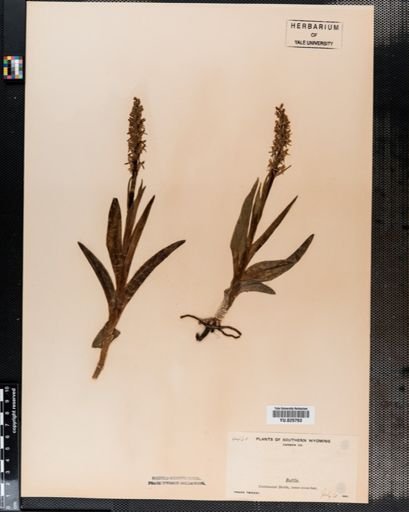 Habenaria