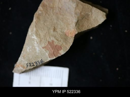 undet. Arthropoda