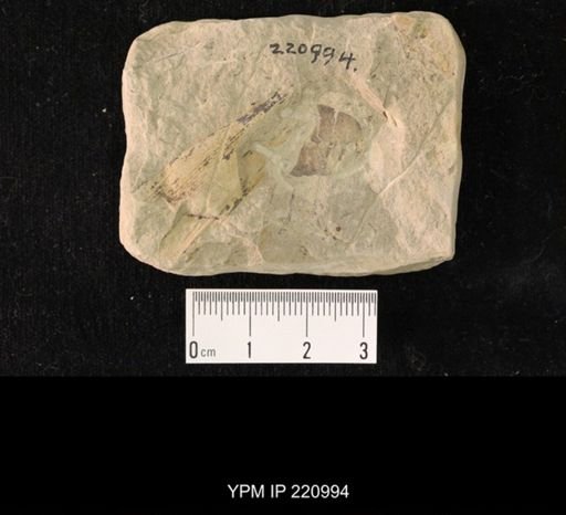 Etoblattina