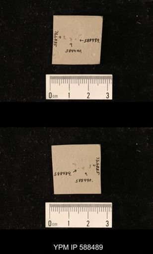 undet. Hymenoptera