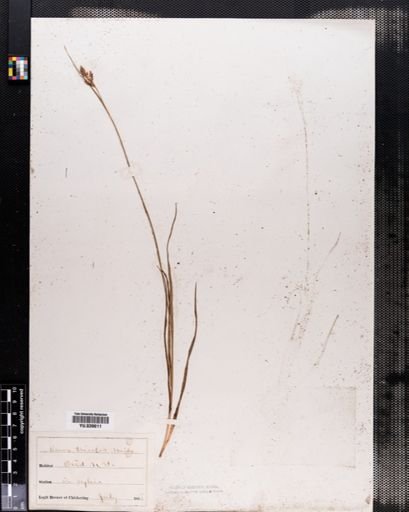 Carex complanata