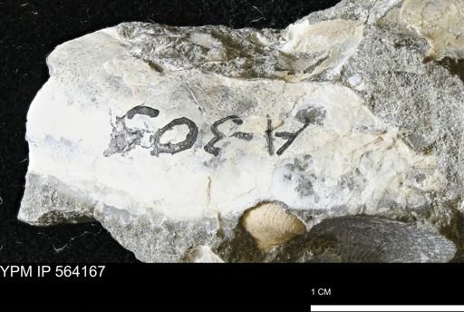 Phelopteria linguaeformis
