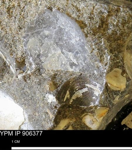 undet. Bivalvia
