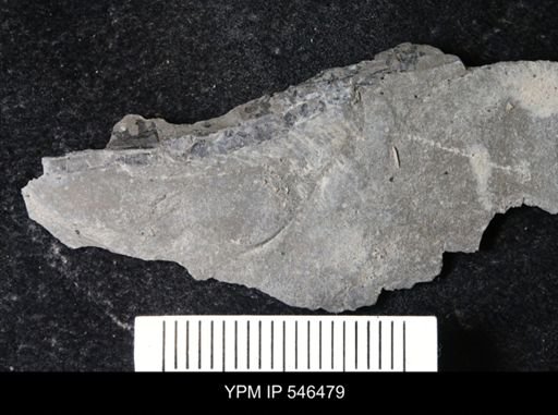 undet. Eurypterida