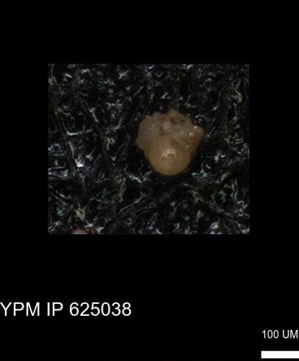 undet. Foraminiferida