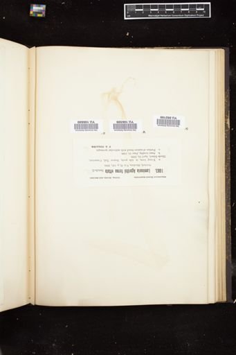 Laminaria agardhii