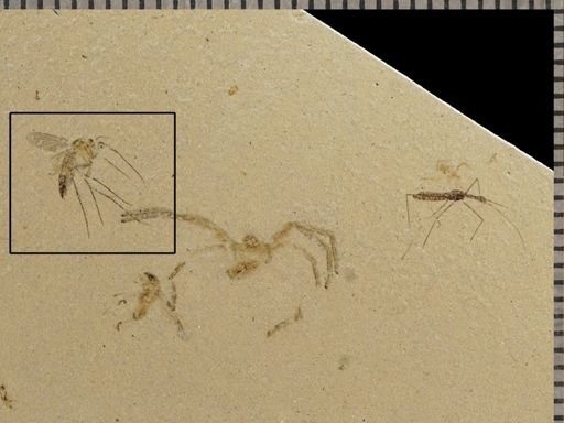 undet. Mycetophilidae
