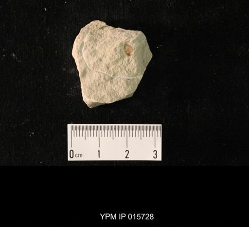 Permoblattina permiana