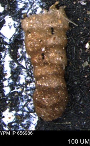 Ammobaculites euides
