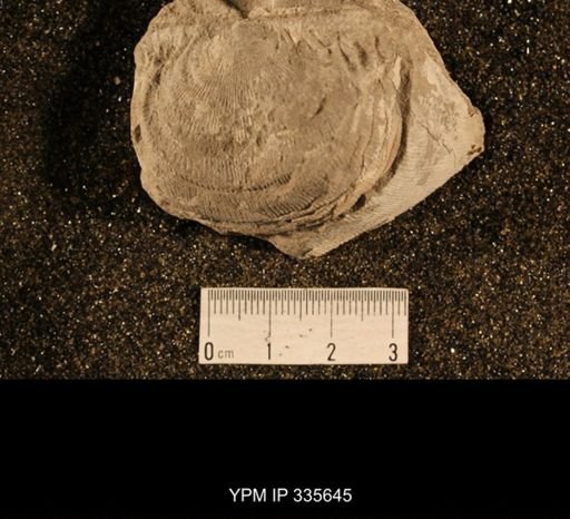 Linoproductus sp.