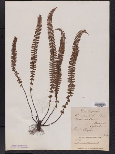 Asplenium