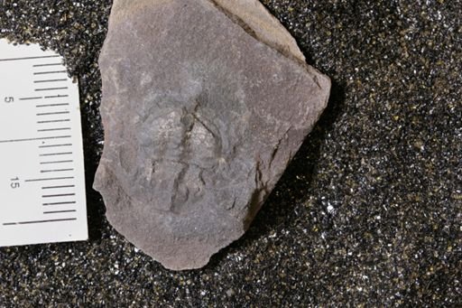 Euproops danae