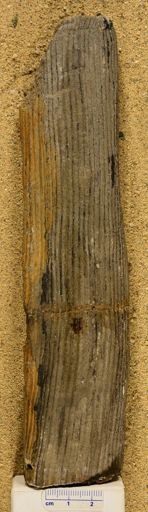 Lepidodendron sp.