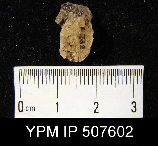 undet. Brachiopoda