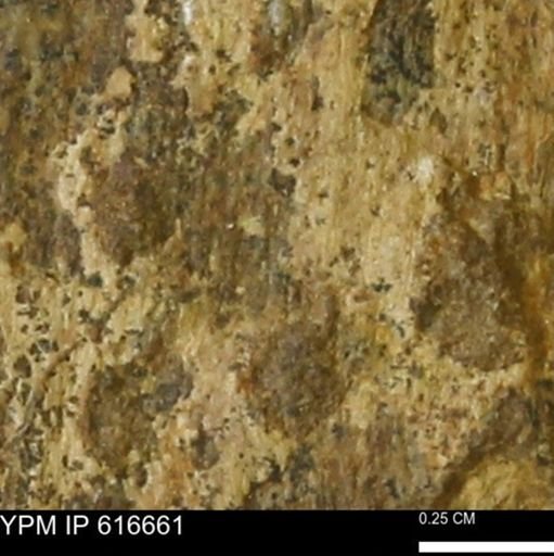 Teredo sp.
