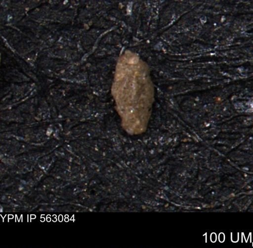Miliammina manitobensis