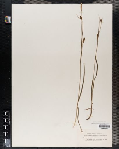 Carex panicea