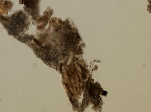 Nephtheidae?