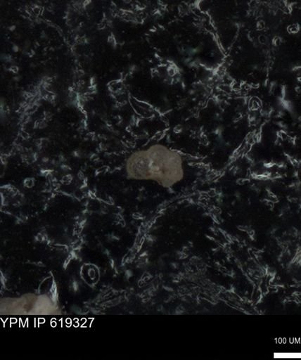 undet. Rugoglobigerinidae