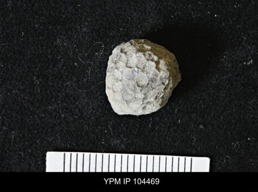 Favosites forbesi