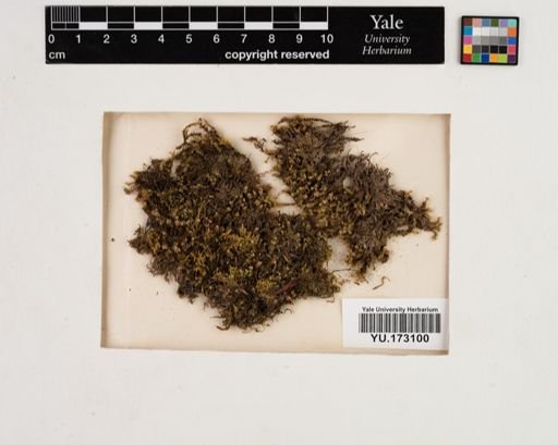 Plantae