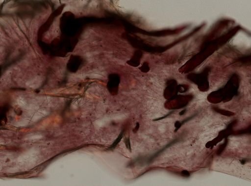 Mycale microsigmatosa