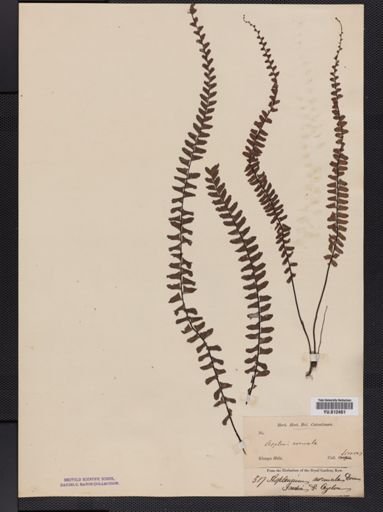 Asplenium