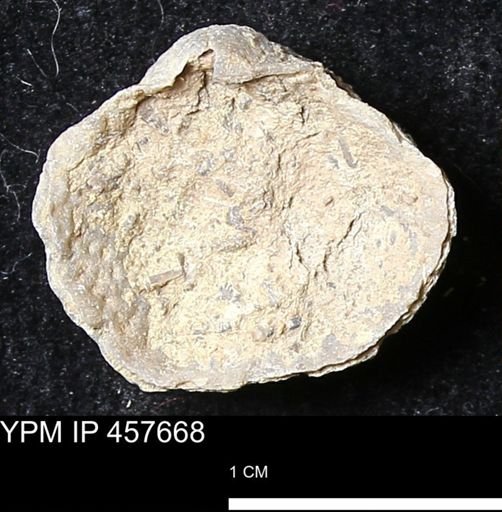 Helaspis sp.