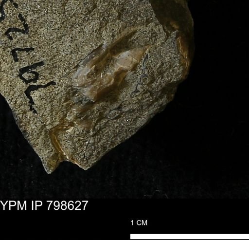 undet. Mollusca