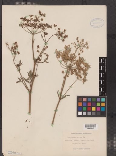 Pastinaca sativa