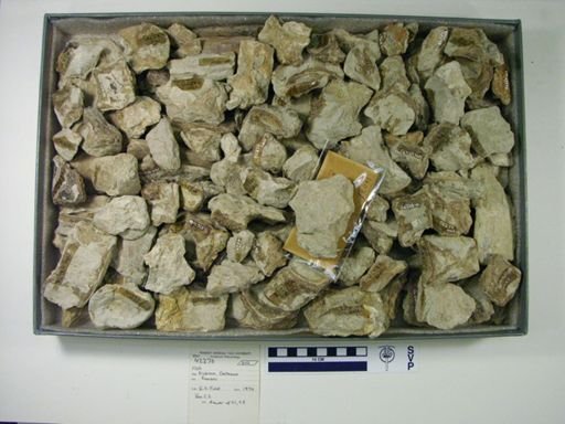 undet. Ichthyodectidae