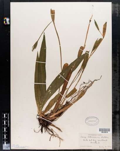 Carex albursina