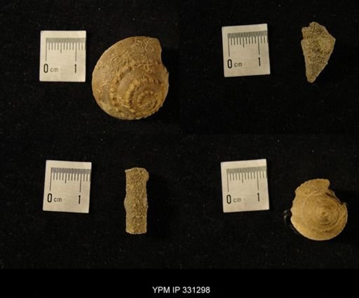 Serpulopsis insita